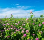Research: Red clover can act to deliver improved silage quality