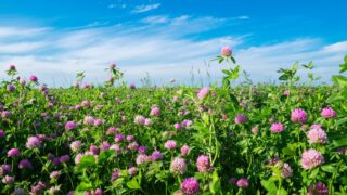 Research: Red clover can act to deliver improved silage quality