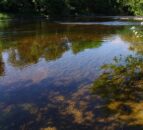 Wildlife charity calls for ‘urgent action’ on NI water quality