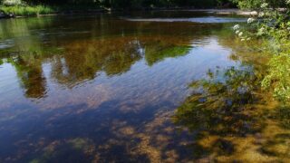 Wildlife charity calls for ‘urgent action’ on NI water quality