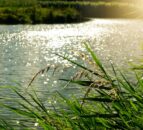 NI water quality targets will not be met – report