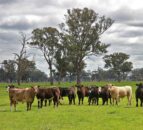 Survey reveals ‘optimism’ among Australian beef producers