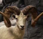 US man attempted to create ‘giant sheep’ for captive hunting