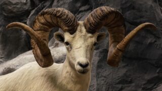 US man attempted to create ‘giant sheep’ for captive hunting