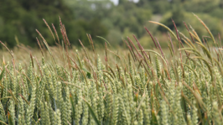 Waterlogging tolerance in blackgrass revealed by scientists
