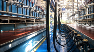 Dairy advice: Time to complete a calibration of your feeders