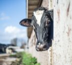 Study: Vaccination reduces ‘severity’ and spread of TB in cattle
