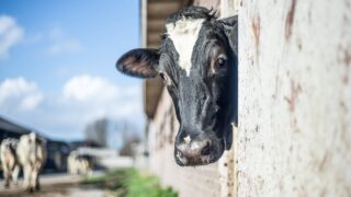 Study: Vaccination reduces ‘severity’ and spread of TB in cattle