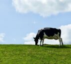 AHDB submits complaint to BBC over bovine TB documentary