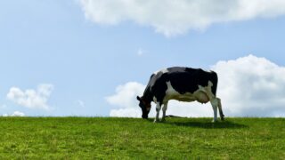 AHDB submits complaint to BBC over bovine TB documentary