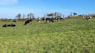 Grazing recommences on some farms this week