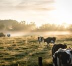 Research: Many large dairy companies plan to reach ‘net zero’