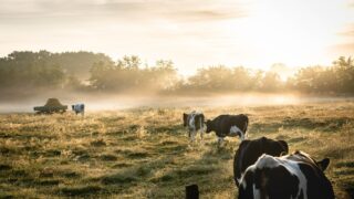 Research: Many large dairy companies plan to reach ‘net zero’