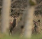 US TB trial delivering oral vaccine to wild deer