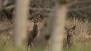US TB trial delivering oral vaccine to wild deer