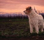 NFU Mutual warns farmers of potential rise in dog attacks