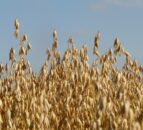 Tillage: Reducing threat of mycotoxins within cereal crops