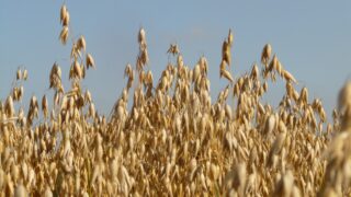 Tillage: Reducing threat of mycotoxins within cereal crops