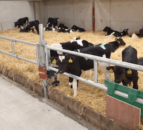 Dairy advice: Risk of scour and pneumonia cases grows