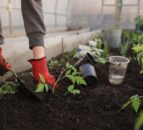 Community growers highlight ‘urgent’ need for enhanced policies