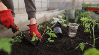 Community growers highlight ‘urgent’ need for enhanced policies