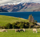 NZ glaciers ‘smashed and shattered’ due to warming