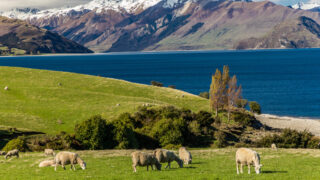 NZ glaciers ‘smashed and shattered’ due to warming