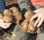 Project to fast-track impact of potato breeding programmes