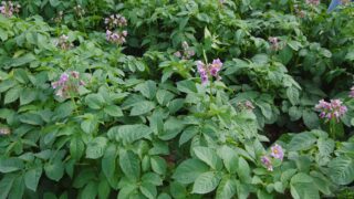 Tillage: Potash remains key nutrient for potato crops