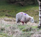 Pregnant ewe put down after suspected dog attack
