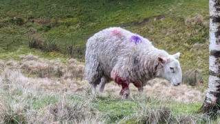 Pregnant ewe put down after suspected dog attack