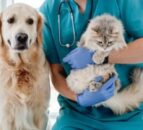 CMA announces its main concerns in UK veterinary market