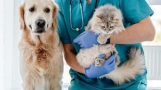 CMA announces its main concerns in UK veterinary market