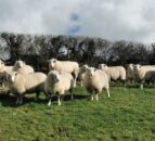 Sheep scab is becoming a ‘greater problem’ – AHWNI