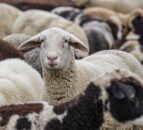 AHDB partners with Dunbia and Asda for NSA Sheep Event