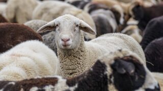 RamCompare seeks new commercial farms for progeny testing