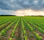 Farmers encouraged to fully incorporate cover crops into soils