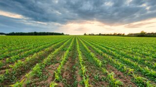 Farmers encouraged to fully incorporate cover crops into soils
