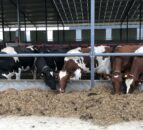 The importance of energy demand in cows being met