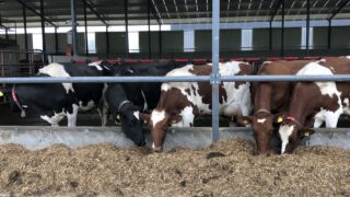 The importance of energy demand in cows being met