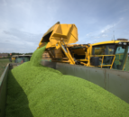 New algorithm to predict vining pea yields at harvest