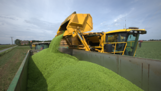 New algorithm to predict vining pea yields at harvest
