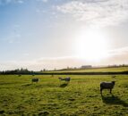 DAERA minister opens ‘substantial’ £267m Single Application fund