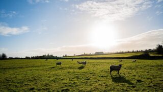 DAERA minister opens ‘substantial’ £267m Single Application fund