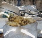 ‘Weaker demand’ in latest British Wool auction