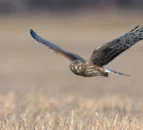 Northern Ireland’s hen harrier population sees 26% decrease