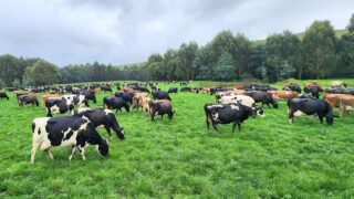 Irishman breeding medium-sized cows for new dairy farm in Oz
