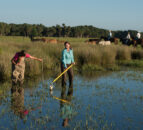 Research confirms environmental benefits of grazing ruminants