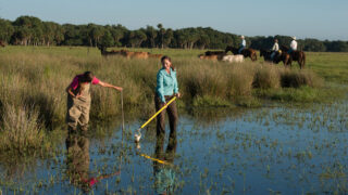 Research confirms environmental benefits of grazing ruminants