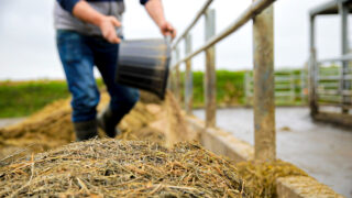 Global feed production in 2023 down marginally